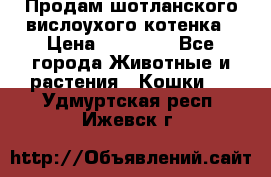 Продам шотланского вислоухого котенка › Цена ­ 10 000 - Все города Животные и растения » Кошки   . Удмуртская респ.,Ижевск г.